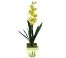 Özel Yapay Orkide Sari  Siirt hediye sevgilime hediye çiçek 