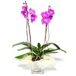 Siirt yurtiçi ve yurtdışı çiçek siparişi  Cam yada mika vazo içerisinde  1 kök orkide