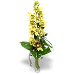  Siirt çiçek online çiçek siparişi  cam vazo içerisinde tek dal canli orkide