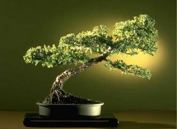 ithal bonsai saksi çiçegi  Siirt çiçek gönderme sitemiz güvenlidir 