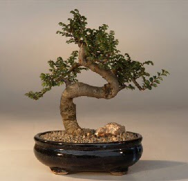 ithal bonsai saksi çiçegi  Siirt internetten çiçek satışı 