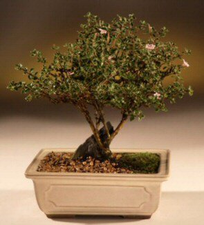 ithal bonsai saksi çiçegi  Siirt cicek , cicekci 