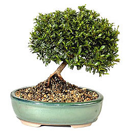  Siirt ieki maazas  ithal bonsai saksi iegi  Siirt internetten iek siparii 