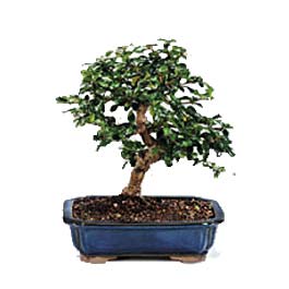  Siirt iek siparii sitesi  ithal bonsai saksi iegi  Siirt internetten iek sat 