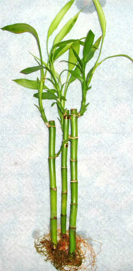 Lucky Bamboo 3 adet vazo hediye edilir   Siirt hediye iek yolla 