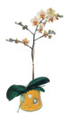  Siirt ucuz çiçek gönder  Phalaenopsis Orkide ithal kalite