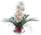  Siirt çiçek yolla  Dal orkide ithal iyi kalite
