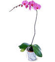  Siirt çiçekçi mağazası  Orkide ithal kaliteli orkide 