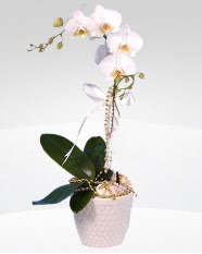 1 dallı orkide saksı çiçeği  Siirt anneler günü çiçek yolla 