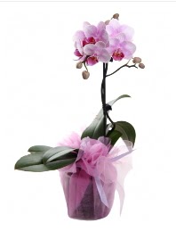 1 dal pembe orkide saksı çiçeği  Siirt cicekciler , cicek siparisi 