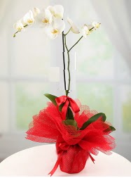 1 dal beyaz orkide saksı çiçeği  Siirt 14 şubat sevgililer günü çiçek 