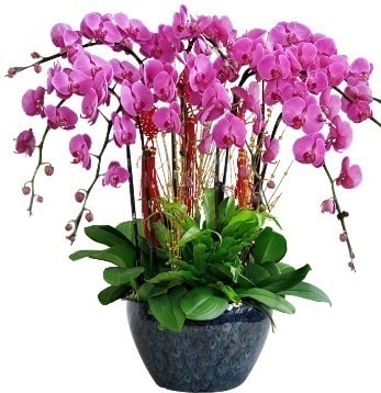 9 dallı mor orkide  Siirt internetten çiçek satışı 