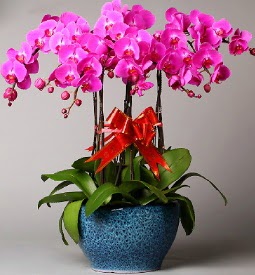 7 dallı mor orkide  Siirt çiçek siparişi vermek 