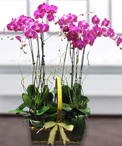 4 dallı mor orkide  Siirt uluslararası çiçek gönderme 