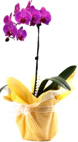  Siirt çiçek yolla  Tek dal mor orkide saksı çiçeği