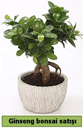 Ginseng bonsai japon ağacı satışı  Siirt güvenli kaliteli hızlı çiçek 