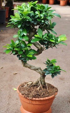 Orta boy bonsai saksı bitkisi  Siirt çiçek satışı 