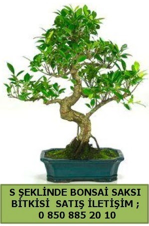 İthal S şeklinde dal eğriliği bonsai satışı  Siirt kaliteli taze ve ucuz çiçekler 