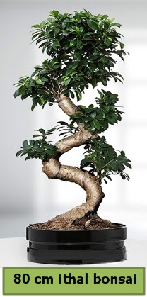 80 cm özel saksıda bonsai bitkisi  Siirt güvenli kaliteli hızlı çiçek 