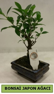 Bonsai japon ağacı saksı bitkisi  Siirt online çiçek gönderme sipariş 