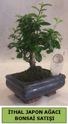 İthal japon ağacı bonsai bitkisi satışı  Siirt güvenli kaliteli hızlı çiçek 