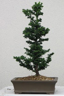 Çam ağacı bonsai bitkisi satışı  Siirt güvenli kaliteli hızlı çiçek 