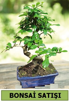 Çam bonsai japon ağacı satışı  Siirt yurtiçi ve yurtdışı çiçek siparişi 