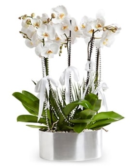 Beş dallı metal saksıda beyaz orkide  Siirt çiçek mağazası , çiçekçi adresleri 