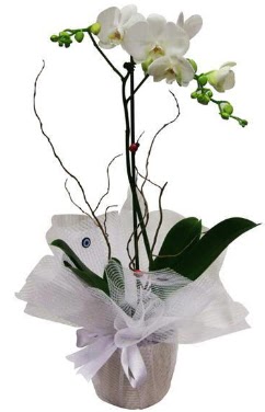 Tek dallı beyaz orkide  Siirt hediye çiçek yolla 