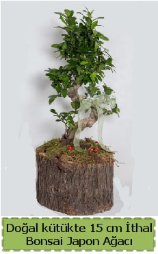 Doğal kütükte İthal bonsai japon ağacı  Siirt kaliteli taze ve ucuz çiçekler 