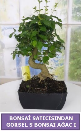 S dal eğriliği bonsai japon ağacı  Siirt yurtiçi ve yurtdışı çiçek siparişi 