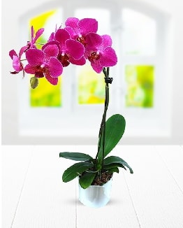 Tek dallı mor orkide  Siirt yurtiçi ve yurtdışı çiçek siparişi 
