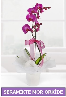 Seramik içerisinde birinci kalite tek dallı mor orkide  Siirt çiçek online çiçek siparişi 