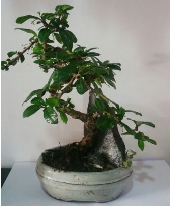 S şeklinde ithal bonsai ağacı  Siirt çiçek mağazası , çiçekçi adresleri 