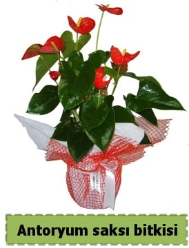 Antoryum saksı bitkisi satışı  Siirt online çiçekçi , çiçek siparişi 