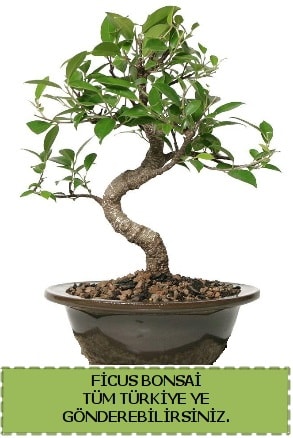 Ficus bonsai  Siirt çiçek servisi , çiçekçi adresleri 