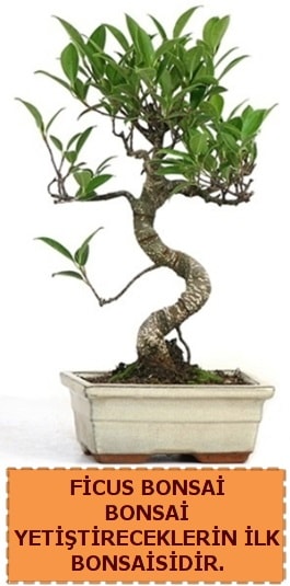Ficus bonsai 15 ile 25 cm arasındadır  Siirt çiçek mağazası , çiçekçi adresleri 