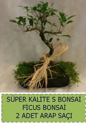 Ficus S Bonsai ve arap saçı  Siirt güvenli kaliteli hızlı çiçek 