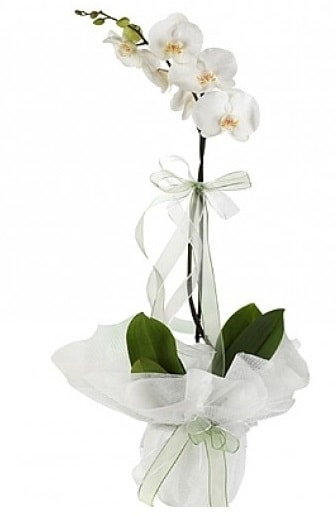 Tekli Beyaz Orkide  Siirt İnternetten çiçek siparişi 