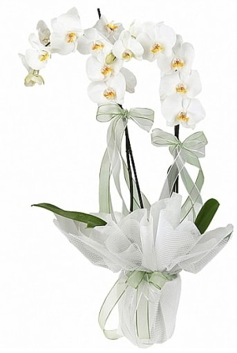 Çift Dallı Beyaz Orkide  Siirt çiçekçiler 