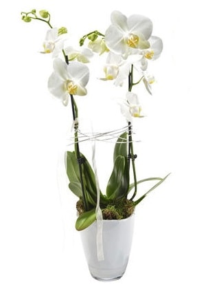2 dallı beyaz seramik beyaz orkide saksısı  Siirt çiçek servisi , çiçekçi adresleri 