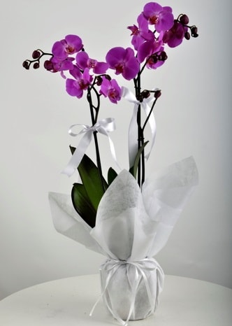 Çift dallı saksıda mor orkide çiçeği  Siirt çiçek , çiçekçi , çiçekçilik 