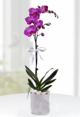 Tek dallı saksıda mor orkide çiçeği  Siirt çiçekçi telefonları 