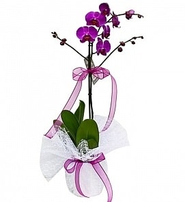 Tek dallı saksıda ithal mor orkide çiçeği  Siirt çiçekçi telefonları 
