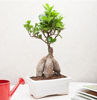 Exotic Ficus Bonsai ginseng  Siirt online çiçek gönderme sipariş 
