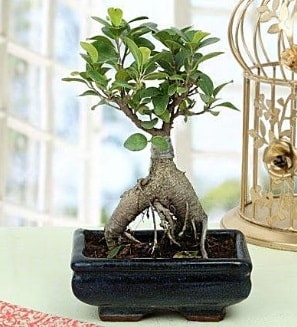 Appealing Ficus Ginseng Bonsai  Siirt çiçekçiler 