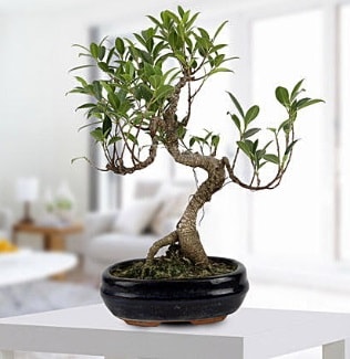 Gorgeous Ficus S shaped japon bonsai  Siirt 14 şubat sevgililer günü çiçek 