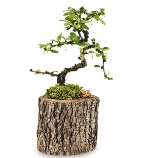 Doğal kütükte S bonsai ağacı  Siirt yurtiçi ve yurtdışı çiçek siparişi 