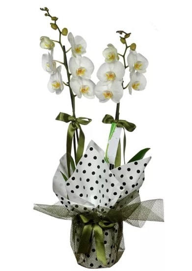 Çift Dallı Beyaz Orkide  Siirt internetten çiçek satışı 