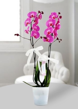 Çift dallı mor orkide  Siirt çiçekçi telefonları 